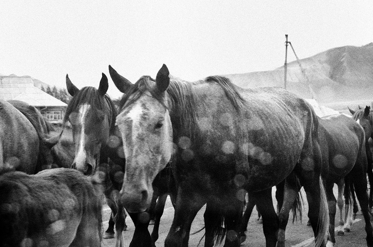 Paarden in Kirgizië