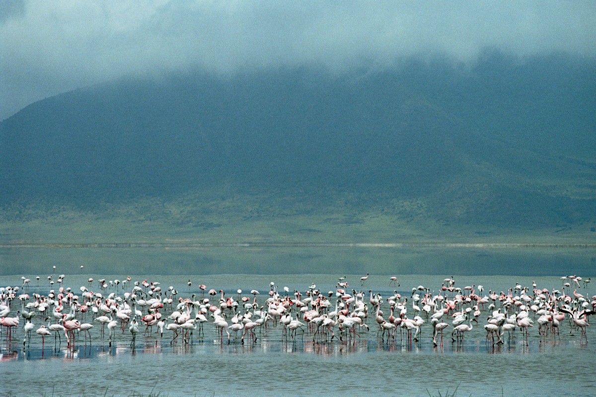 Flamingo´s in Ngorongoro