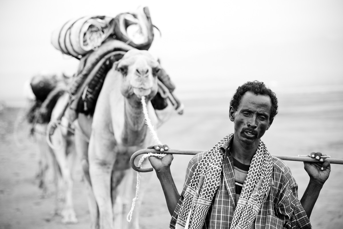 Man met zijn kamelen loopt richting Assale meer om zout op te gaan halen
