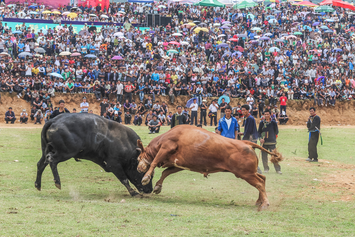 Bull fight tijdens het festival in Sichuan in China