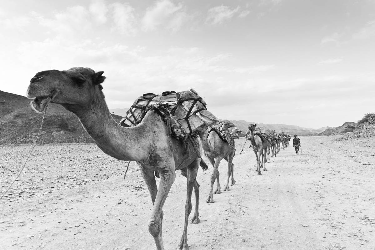 Kamelen karavaan in de omgeving van Berhale in Ethiopië