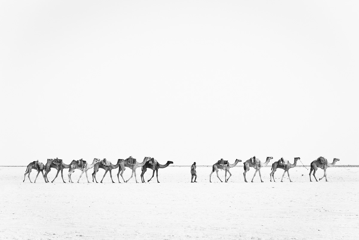 Kamelen karavaan bij zout meer Assale in de Danakil woestijn in Ethiopië