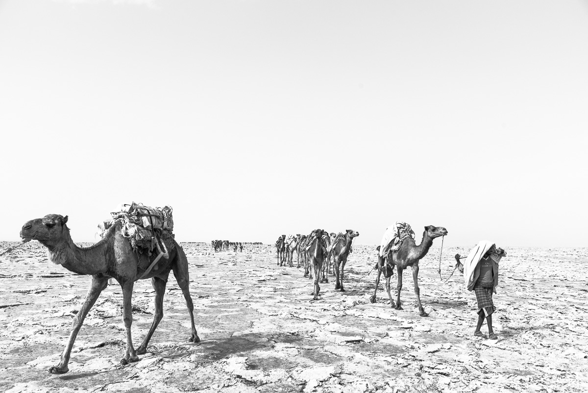 Kamelen karavaan in de Danakil depressie in Ethiopië