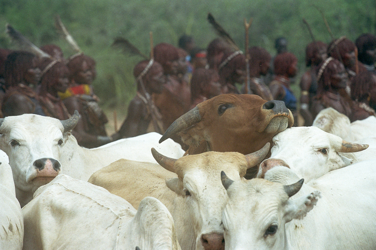 Koeien worden naar het terrein gebracht tijdens de Bulljump.