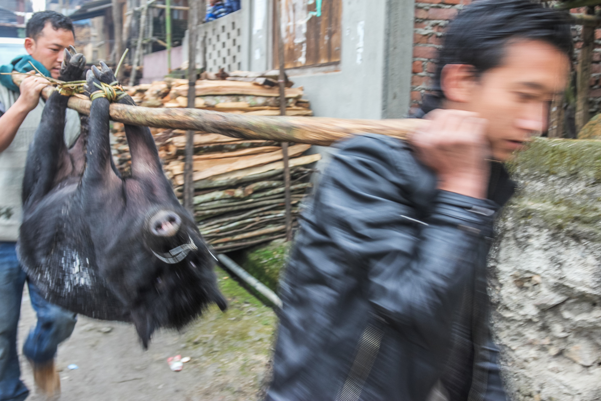 Een varken wordt geofferd tijdens een ritueel bij de Apatani bevolking in Arunachal Pradesh