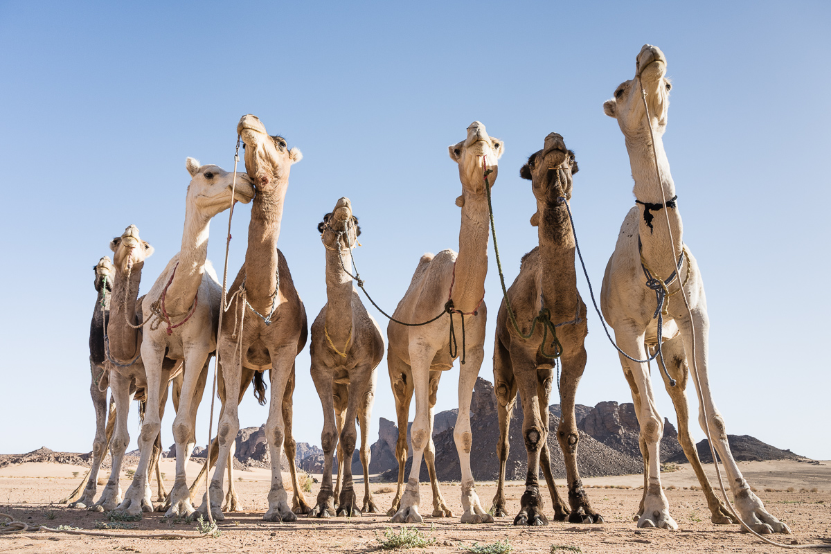 Kamelen wachten in de woestijn in Algerije