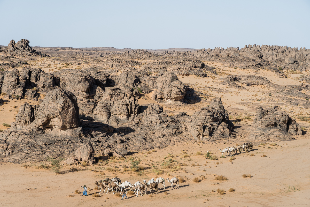 Kamelenkaravaan loopt door de Sahara